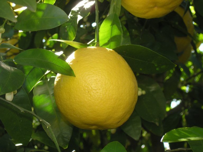 Lemons - Payreel