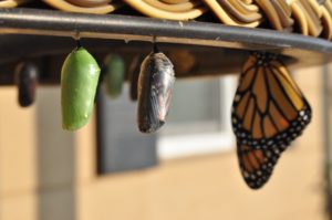 Butterflies in cocoon - Payreel